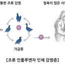경북 상주도계장 출하가금에서 H5형 조류인플루엔자 항원 검출 이미지