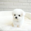 천안 강아지분양 고양이분양 파라다이스펫본점 이미지