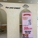 인천강아지분양 홍스퍼피 본점 | 우리 집에 찾아온 작은 기적,인천강아지분양 인천강아지분양 홍스퍼피 방문 후기 ^^