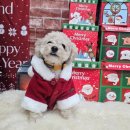 땡일리 애견 유치원 | 권선동 애견유치원 이벤트 멍스스쿨 크리스마스 포토존 후기