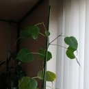 아라한 오늘의 광대 | 이 생에서 망했다고 생각하는 사람은