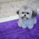 톰퍼피 강아지 분양 이미지