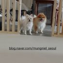 멍그니엘 애견호텔 서울강동점 이미지