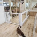 댕스토리 이미지