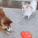독스호텔리어 이미지