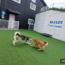베일리펫케어 이미지