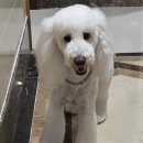 비비안살롱 이미지