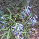 진달래세탁소 이미지