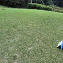 소피아그린 이미지