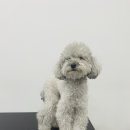 펫밀리샵 이미지