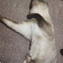 콜렌육십도 이미지