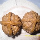 귀족호도 이미지