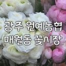 목1단지피자마루 | 광주 원예농협 매월동 꽃시장 화훼단지 후기