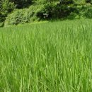 양지농원 이미지