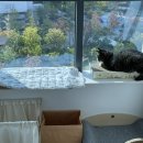 오냥오냥 고양이호텔 이미지