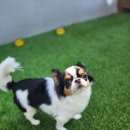 플레이독(애견유치원&호텔) | 시흥시 배곧 애견유치원 추천~[플레이독]