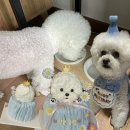 댕수무강 이미지