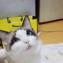 렉돌 냥이 이미지