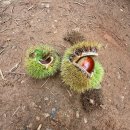 밤이농장 이미지