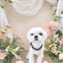 유로애견샵 이미지