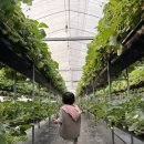 진도농장 | 용인딸기체험농장 헤븐온어스 13개월 아기랑 방문후기