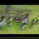 Ducklings 오리 새끼들 구경하세요 이미지
