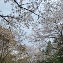 봄꽃 나들이에 딱 좋은 오산 벚꽃 명소 물향기수목원 후기