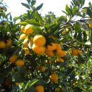 귤림추색 이미지