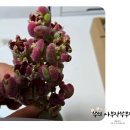 수민다육