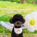 그루멍(groomung) 이미지