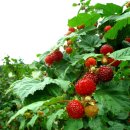 대동농장 이미지