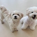 털로덮인친구들 서울상도점 이미지