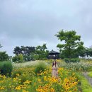 목화산업 | 고하도 목화체험장 우리나라 최초 육지면 재배지
