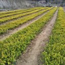 영중농장 이미지