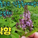 개곽향(수곽향)―항균작용으로 식중독예방과 입맛을돋우고 천연 방부제로 쓰이는 나물약초 조회수 704회 3년 전 이미지