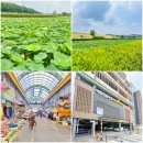 번암리 조천연꽃공원1 | 세종 가볼만한곳 대전 근교 조천연꽃공원, 조치원 전통시장 드라이브