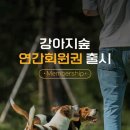 강아지 숲 이미지