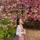 꽃동산 | 전주 완산칠봉꽃동산 겹벚꽃 만개 🌸 주차장 정보 완산칠봉꽃동산 방문 후기