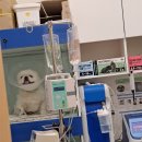 펫 파라다이스 동물병원 이미지