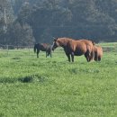 부영목장 이미지