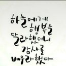 코리안파인