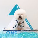 쁘띠그루밍 이미지