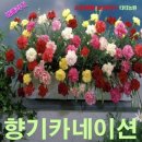 씨앗 이미지