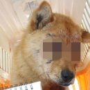 행복나눔동물병원 이미지