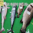 12월 22일, 자연산회(능성어30kg), 자랭이병어, 참조기, 파조기, 풀치, 통치, 우럭, 군평선이, 양태, 백조기, 등택어, 해산 이미지