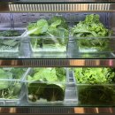 삼산쌈밥 이미지