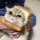 라운드브리(roundbri) 이미지