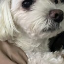 강남예치과동물병원 이미지