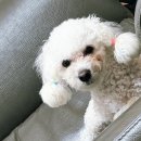 멍요일 | 부천애견카페 멍스냅 솔직후기｜강아지 입장료 없는 이유, 직접 가보니