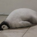 펭귄PC방 이미지